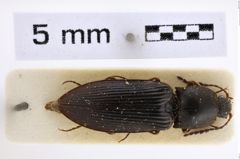 Foto (Dorsalansicht) von Pseudanostirus ecarinatus (NHMW-ZOO-COL-0007997)